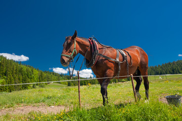 Bacówka nad Dursztynem. Piękny koń stojący na zielonej trawie na tle błękitnego nieba.  - obrazy, fototapety, plakaty
