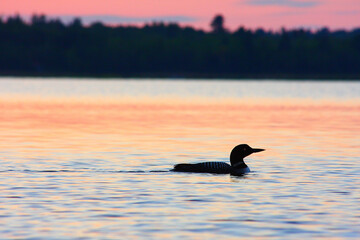 Loon Sunset