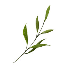 Watercolor green leaves.