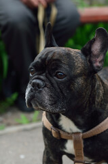 photo of the face of an adult french bulldog on the street