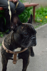 Fototapeta premium profile photo of an adult french bulldog outdoors