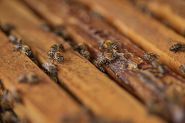 A future without bees would really sting. Closeup shot of a beehive.