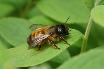 Closeup on a fresh emerged female red mason bee, Osmua rufa sitting on a green leaf