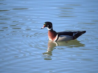 Obraz premium Wood Ducks