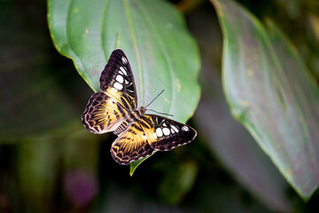 Fototapeta na wymiar Parthenos sylvia, the Clipper butterfly on a leaf