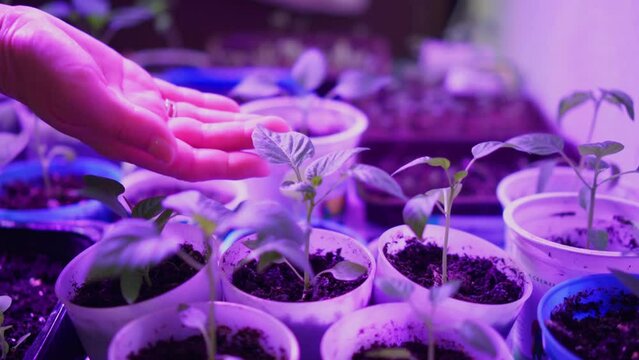 A woman's hand touches plants under the light of an ultraviolet lamp. Growing plants at home.