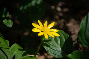 Kwiat Makro
