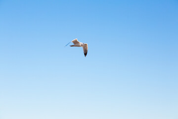 seagulls flying over the sea and under the blue sky