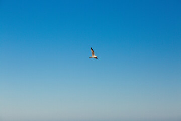 seagulls flying over the sea and under the blue sky