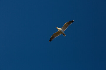 Fototapeta na wymiar seagulls flying over the sea and under the blue sky