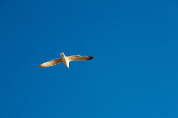 seagulls flying over the sea and under the blue sky