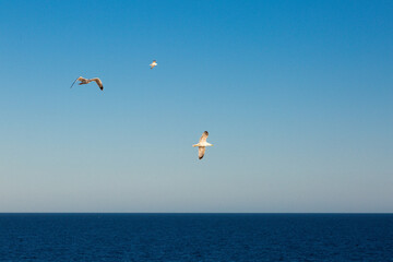 Fototapeta na wymiar seagulls flying over the sea and under the blue sky