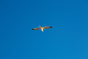 seagulls flying over the sea and under the blue sky