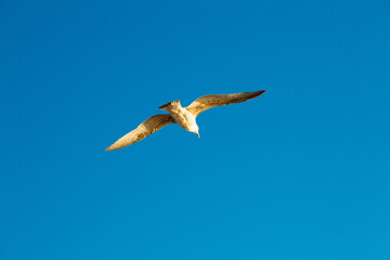 seagulls flying over the sea and under the blue sky