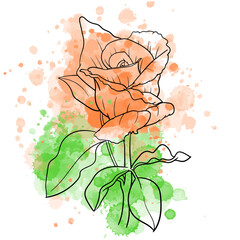 Vector illustration of line art rose flower on watercolor background.