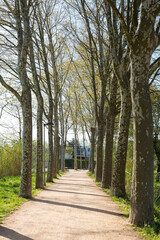 Lonely sunlit road crossing green pastures and covered by trees