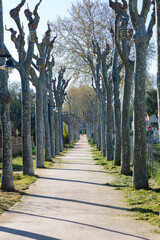 Lonely sunlit road crossing green pastures and covered by trees