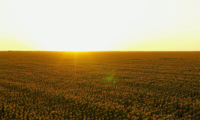 Fototapeta na wymiar Beautiful aerial view of flowering organic sunflowers field while sunset. Drone flying over agriculture field with blooming sunflowers and sunlight. Summer landscape with big yellow farm field