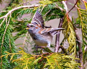 Chipping Sparrow Photo and Image.  Sparrow perched on a cedar tree branch with spread wings and singing with open beak in its environment and habitat surrounding.