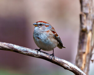 Chipping Sparrow Photo and Image.  Sparrow close-up profile view perched on a branch with a soft brown background in its environment and habitat surrounding.