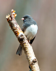 Junco Dark-eyed Photo and Image.  Close-up profile view perched on a birch twig with a soft blur background in its environment and habitat surrounding,