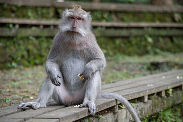 A long-tailed macaque holds a sweet potato in its hand