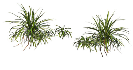 Various kinds of fern in the garden on transparent background © jomphon