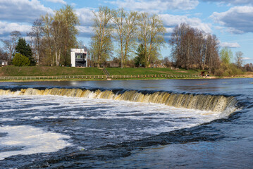 Fishes go for spawning upstream. Vimba jumps over waterfall on the Venta river, Kuldiga, Latvia.