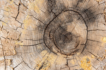 Vista del corte del tronco de un viejo árbol, textura