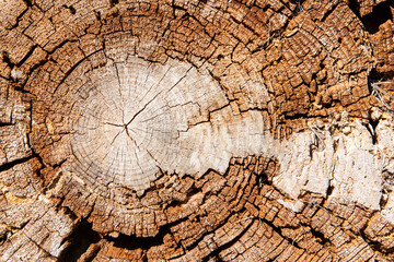 Vista del corte del tronco de un viejo árbol, textura