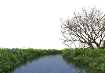 Stream and many plants on transparent background