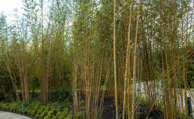 Obraz premium Young green stems and leaves of bamboo near the stone path.