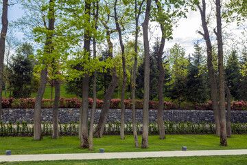 Panoramic view of trees and hill in the park in spring