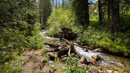mountain creek through the forest in Breckenridge Colorado