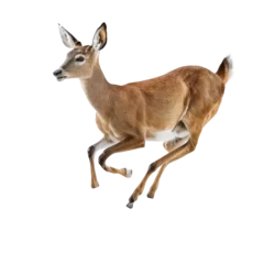 Papier Peint photo Lavable Cerf deer isolated on white background