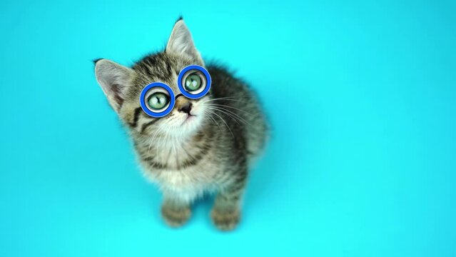 Tabby kitten with glasses and green eyes sits on light blue
