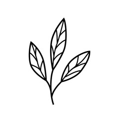 Hand drawn twigs with leaves in the doodle style