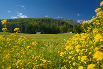 Bacówka pod Reglami w Zakopanem i okolice. Żółte polne kwiaty na tle łąki i zalesionych gór. 