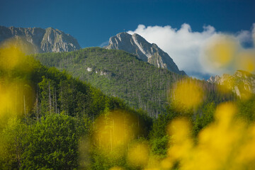Bacówka pod Reglami w Zakopanem i okolice. Widok na zalesione góry przysłonięty żółtymi polnymi kwiatami.  © rogozinski