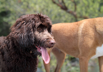 Fototapeta premium Happy Labradoodle dog with tongue sticking out during a walk outside. Cute fluffy puppy dog enjoying the view with a dog friend. Brown, 6 months old female Australian Labradoodle. Selective focus.