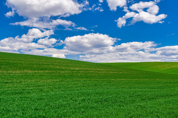 A field of green young winter crops under a blue sky with clouds. Windows XP style wallpaper