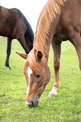 a brown horse eats green grass