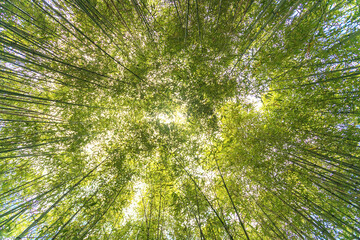 inside the bamboo grove