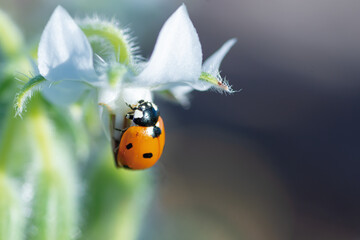 Macro of a ladybug in nature © Alejandro Zamora