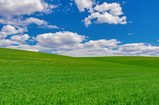 A field of green young winter crops under a blue sky with clouds. Windows XP style wallpaper