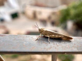 A grasshopper on a metal fence, background out of focus.
