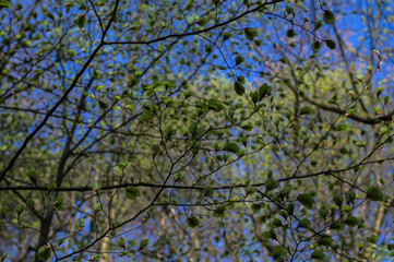Branch of beech tree with leaves.