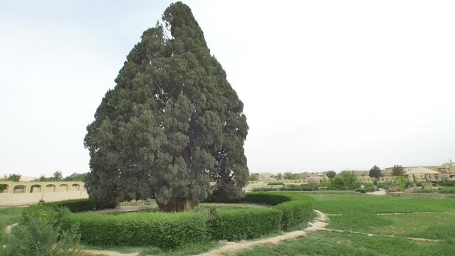 Old cedar tree