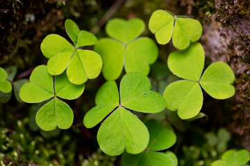 Fototapeta na wymiar Wood sorrel (Oxalis acetosella), is a rhizomatous flowering plant in the family Oxalidaceae. Macro close up of a bunch of bright green heart shaped leaves in a german garden in springtime, April.