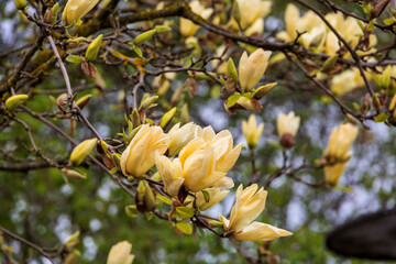 A magnolia tree in bloom in the city center of Ravensburg in Baden Wuerttemberg